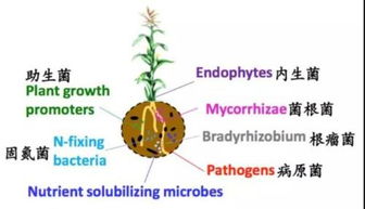 2. 提高作物产量