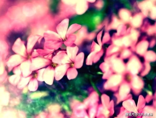 驱虫花草大揭秘