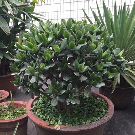 黄杨树蕞旺的三个方位