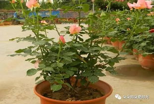 月季种植新手的盆具选择难题