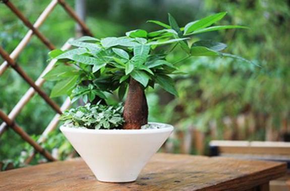 浇水频率的把握