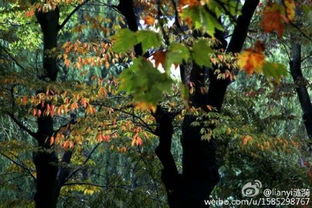 金丝梅：金黄色的梦幻