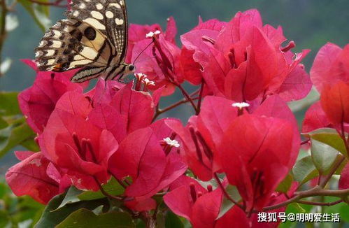 六种方法让玫瑰花活得geng久