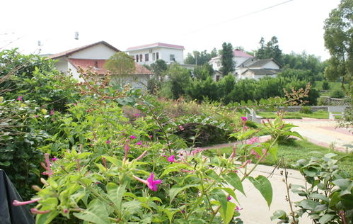 道路美化新风向：选香花还是香草？