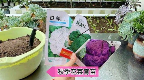 花菜苗的移植时间