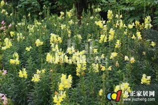 分球，好用的繁殖方法