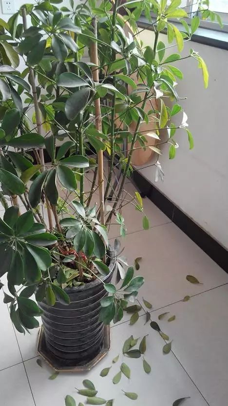 养护丸叶松绿树的小技巧