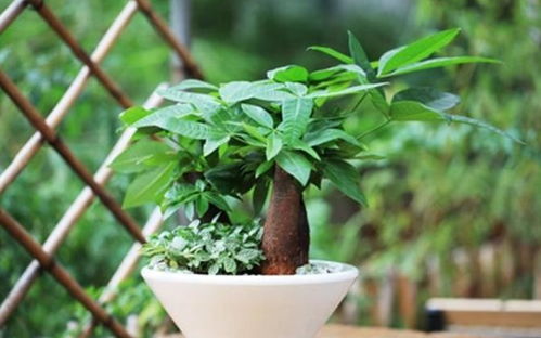 发财树叶子发黄，根部好转，抗旱效果还是什么原因？