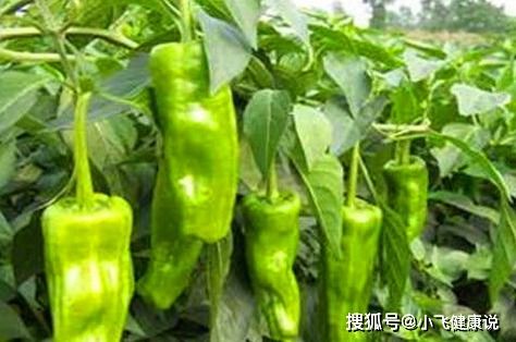 透光测试， 堪内部纤维