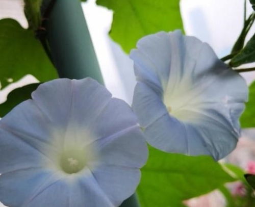 牵牛花的神奇：撒把种子， 不用管也嫩爬满墙