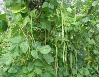 防治锈病，品种选择是基础