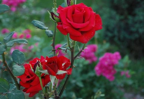 椰砖种植月季，为何容易导致死亡？