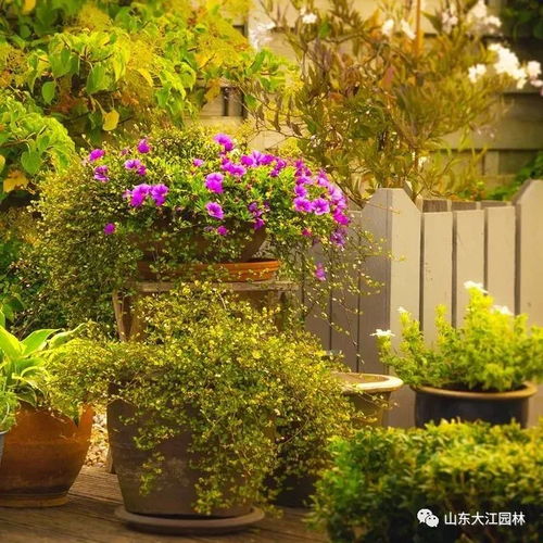 五款实测耐寒草种对比表