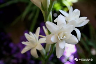 夜来香怎么养殖？请详细讲解夜来香养护的小妙招和注意事项