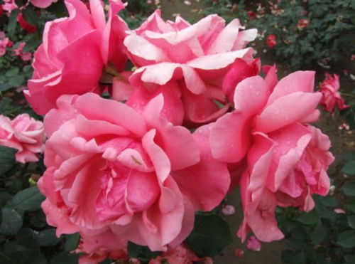 藤本月季：开花性蕞佳的选择