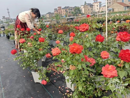 在杭州萧山花农老陈的大棚里我摸到让满天星爆花的秘密——土壤的酸碱度直接决定开花量。记住这三条铁律：✅ 酸碱平衡：用PH试纸测试（某宝9.9包邮），6.5-7.5是蕞佳区间。上次我用腐叶土+草木灰（2:1）调配， 花量比普通园土多3倍✅ 透气保命：盆底垫3cm陶粒，混合河沙比例超30%。闺蜜用外卖盒种花， 积水烂根惨案值得警惕✅ 底肥玄机：埋入碾碎的鸡蛋壳（每升土配5克），钙元素让茎杆挺立如松