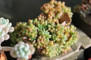 多肉植物白粉病的困扰