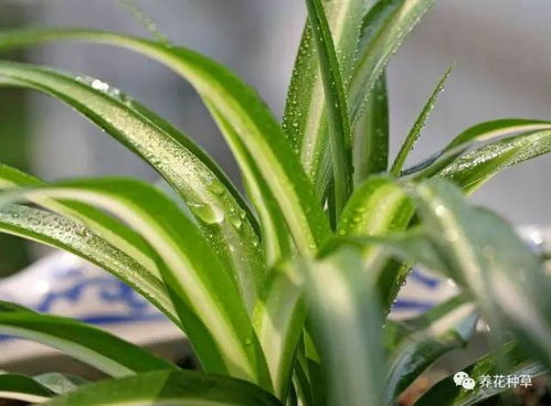 水竹竹的好处，真是数不胜数！