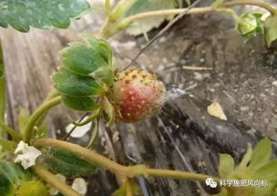 萎蔫干枯的花如何有效防治？