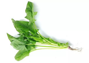 菠菜种植小知识