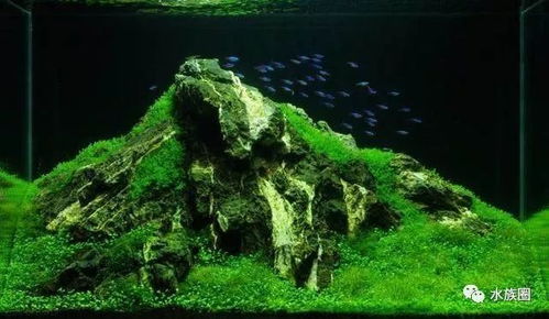 石缝里蹦出的狠角色