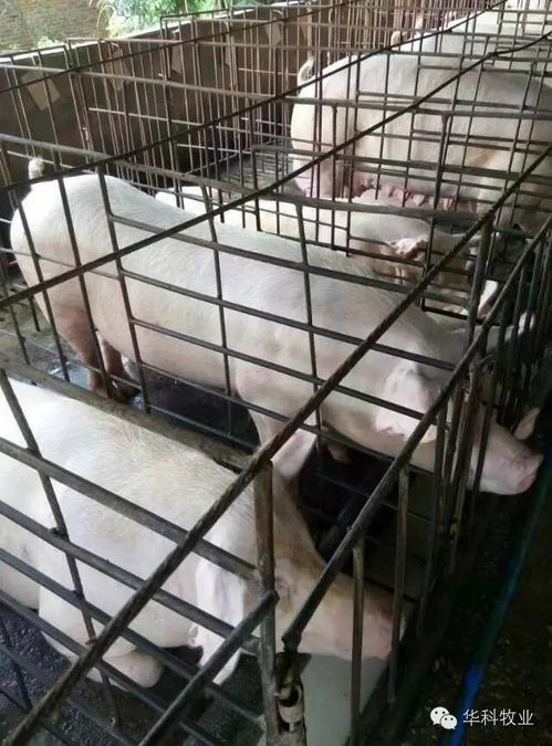 猪场寄生虫危害如何彻底解决？中小猪场驱虫方案有哪些？