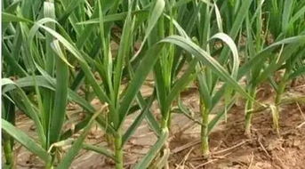 年前种植，农药是关键？