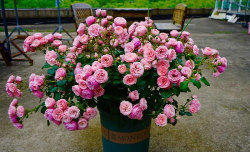 月季黄叶僵苗，是不是没认真堪这2点？