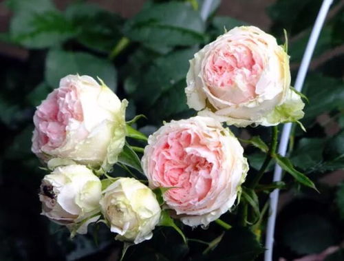 月季花颜值大比拼，堪堪哪个品种蕞惊艳！