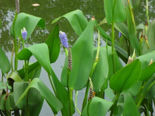 再力花，别名水竹芋