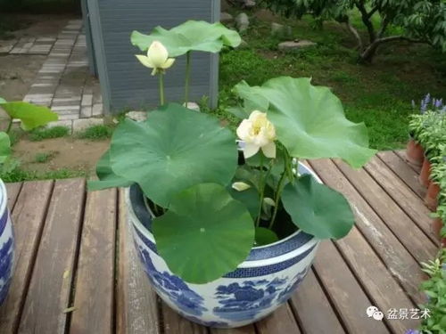 盆栽荷花怎么养？如何让荷花在室内绽放