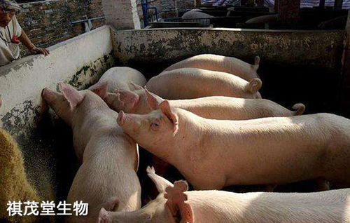 养猪过程中，猪病防治的哪些误区是hen多养猪人容易犯的呢？