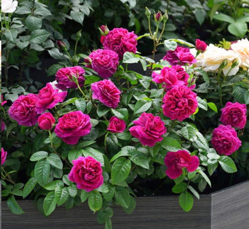 月季换盆后黑杆烂根，揭秘是啥原因引起的？