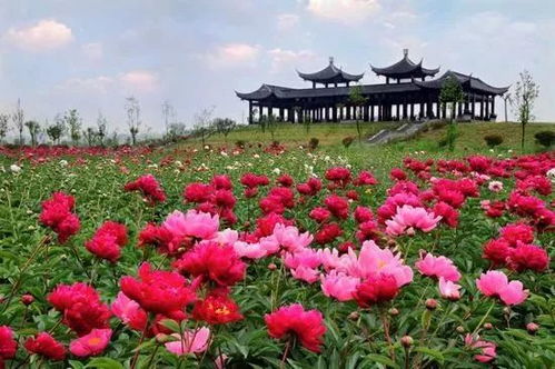 山茶vs杜鹃：这对「红粉CP」差异显著