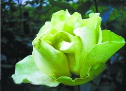 月季花开， 城市添彩