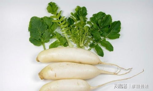 萝卜种植时间是什么时候？如何科学种植