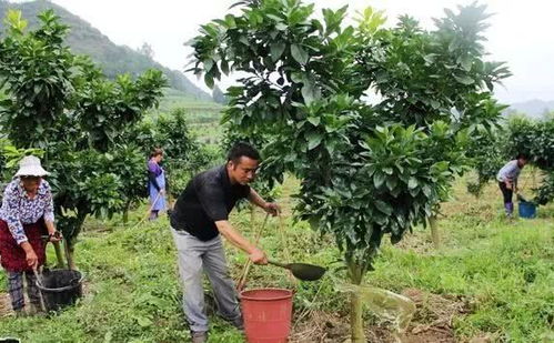木瓜树浇水施肥攻略，爆款花卉养护秘籍