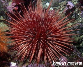 海胆价格波动大，一斤从几十到几百元不等