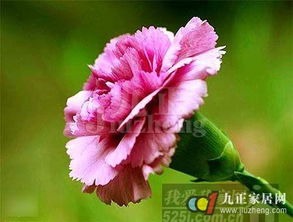 粉色康乃馨的花语浪漫温馨，请问它如何体现这种情感在爱情中的象征意义呢