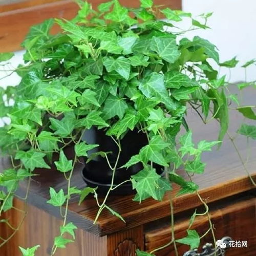 家中适宜养植物，可净化空气、美化环境