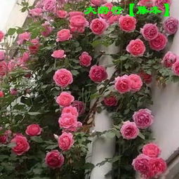 奥斯汀耐阴月季品种：多种选择， 满足不同需求