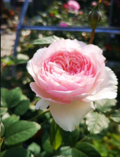 夏日韵事月季 Summer Romance