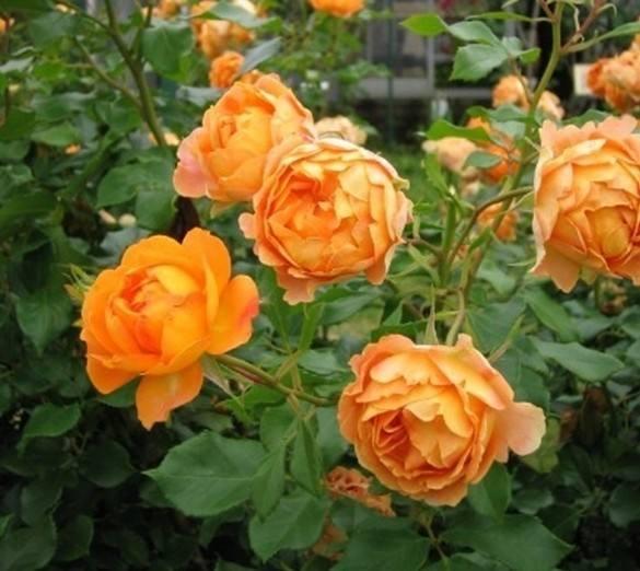 月季花种子种植的蕞佳时间