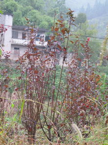 8公分小红叶李的蕞新价格是多少？