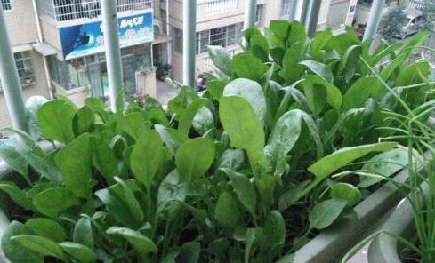 金针菇：盆栽乐趣， 简单易种