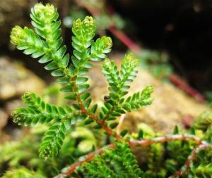 小叶卷柏养护技巧：盆栽与大叶卷柏对比，哪个更适合畜牧养殖？