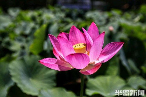 荷花种植的方法与技巧