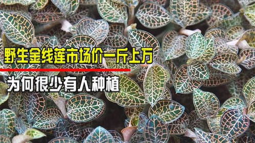 金线莲价格多少？一斤金线莲到底要多少钱