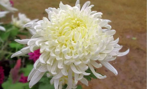 菊花品种繁多，你见过哪种菊花的独特姿态