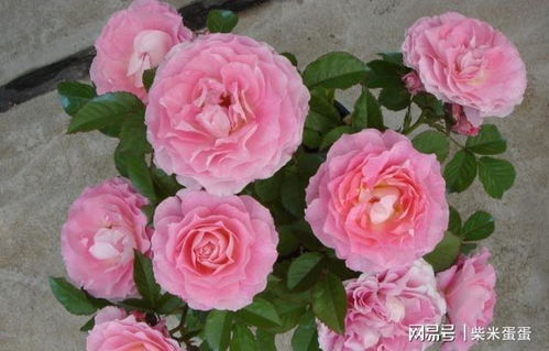 磷元素， 月季开花的秘密武器